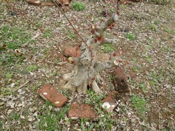 真正的小叶红芽三角枫下山桩