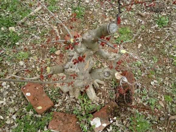 真正的小叶红芽三角枫下山桩