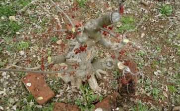 真正的小叶红芽三角枫下山桩 图片