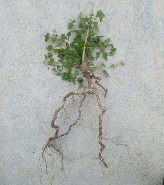 三角枫下山桩春季能不能成活