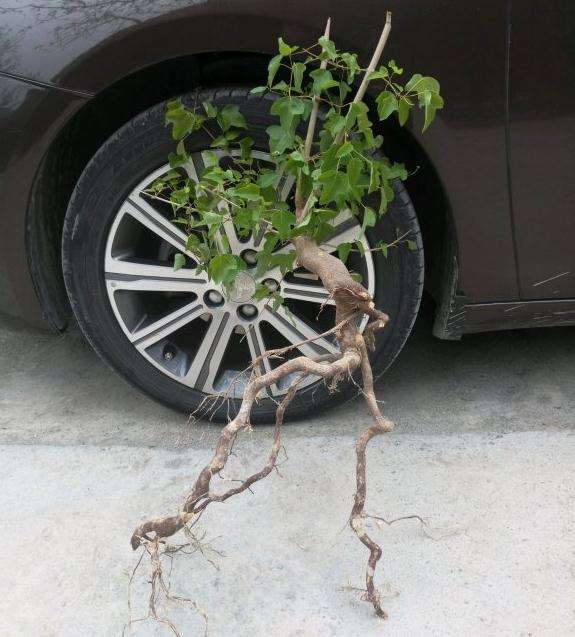 三角枫下山桩春季能不能成活