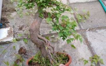 刚修剪的小叶红芽三角枫下山桩 图片