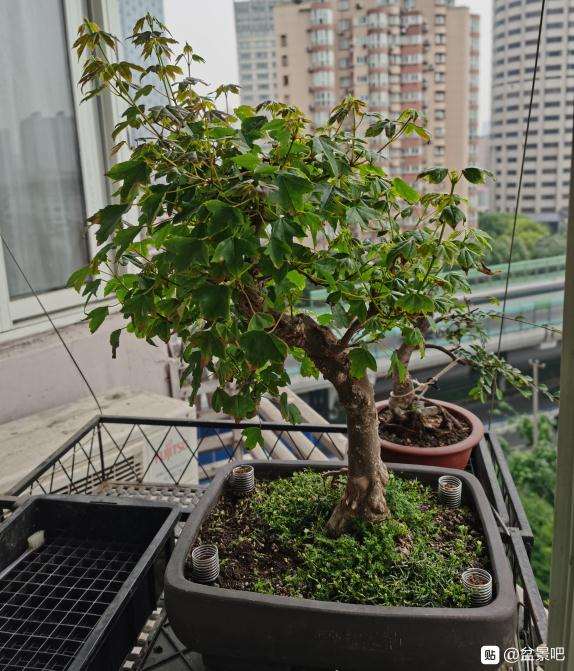 为什么三角枫下山桩入盆三年即成景