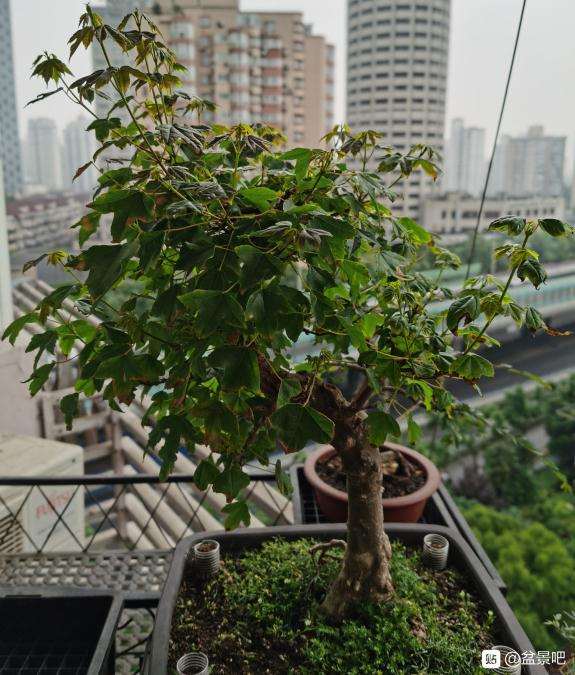 为什么三角枫下山桩入盆三年即成景