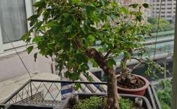 为什么三角枫下山桩入盆三年即成景