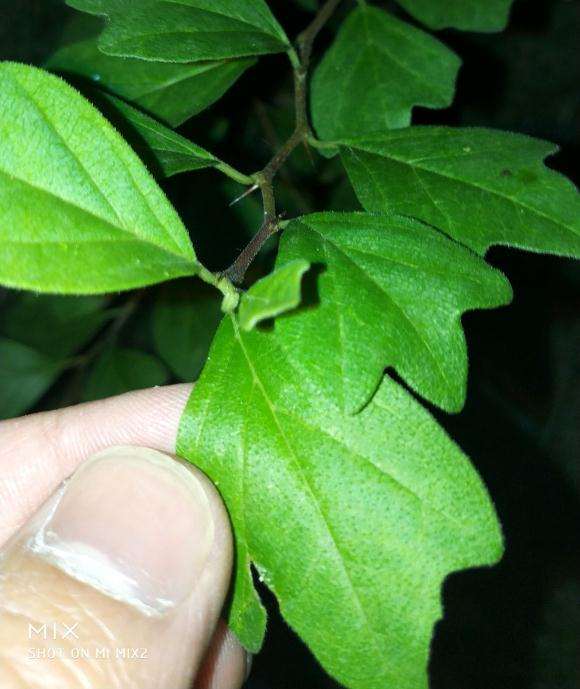 叶子像三角枫下山桩 枝干带刺