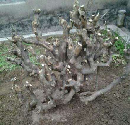 野生三角枫下山桩怎么整成盆景