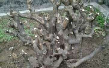 野生三角枫下山桩怎么整成盆景 图片