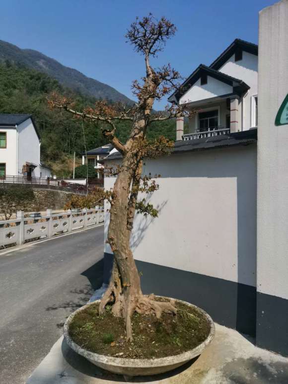 三角枫下山桩比较大 没位子放 怎么办