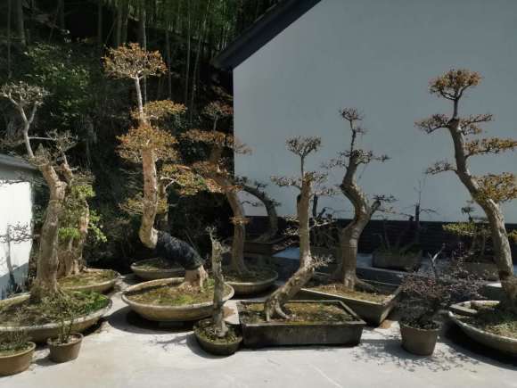 三角枫下山桩比较大 没位子放 怎么办