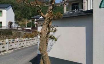 三角枫下山桩比较大 没位子放 怎么办