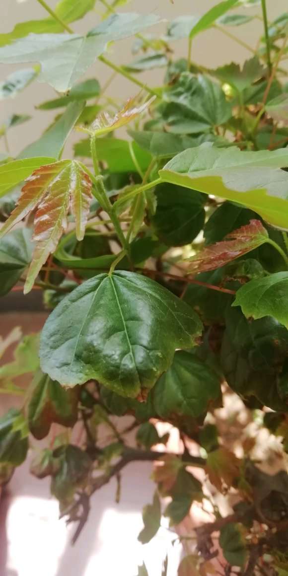 三角枫下山桩移盆 叶子就枯萎发黑