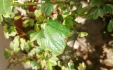 三角枫下山桩上盆半月 新叶枯萎 怎么办