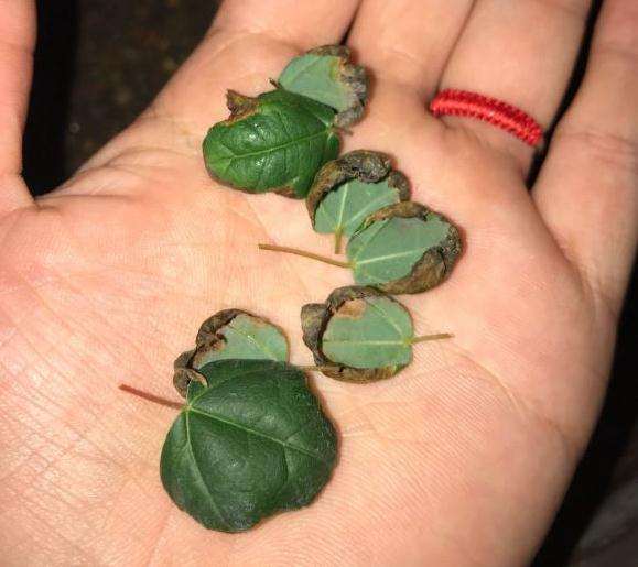 三角枫下山桩叶子为何总是焦边卷曲