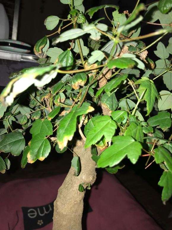 三角枫下山桩叶子为何总是焦边卷曲