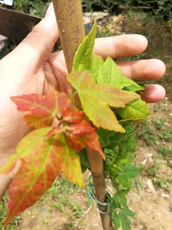 三角枫下山桩需要下什么肥料吗