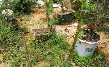 三角枫下山桩需要下什么肥料吗 图片