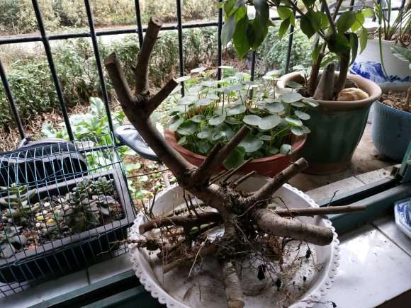 三角枫下山桩好活吗