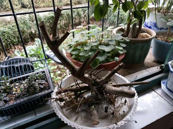 三角枫下山桩好活吗