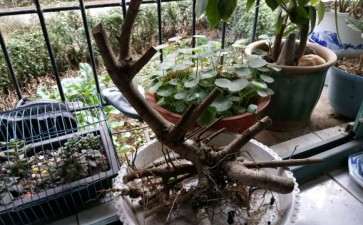 三角枫下山桩好活吗 可以吗 图片