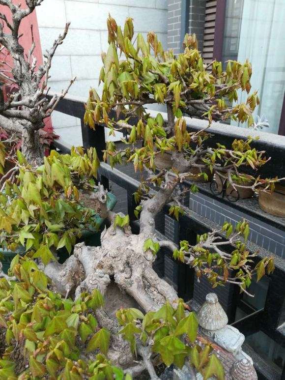 老桩三角枫下山桩有虫了