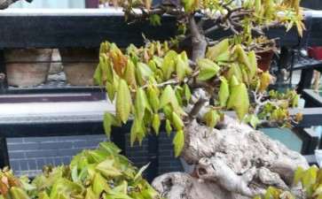 老桩三角枫下山桩有虫了 怎么办 图片