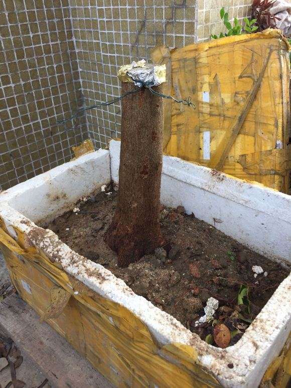 一般三角枫下山桩栽后多少天出芽