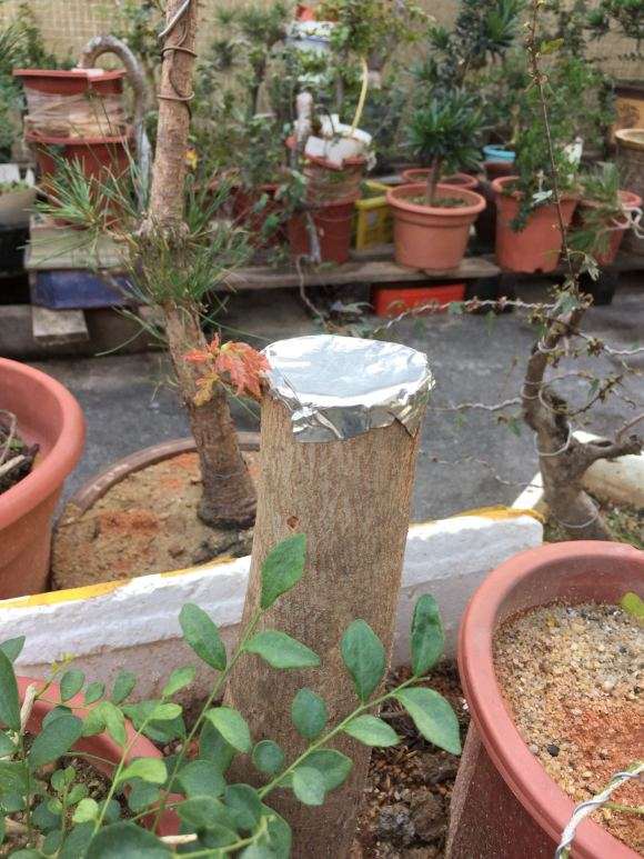 一般三角枫下山桩栽后多少天出芽