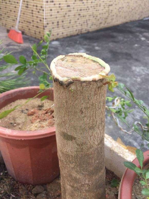 一般三角枫下山桩栽后多少天出芽