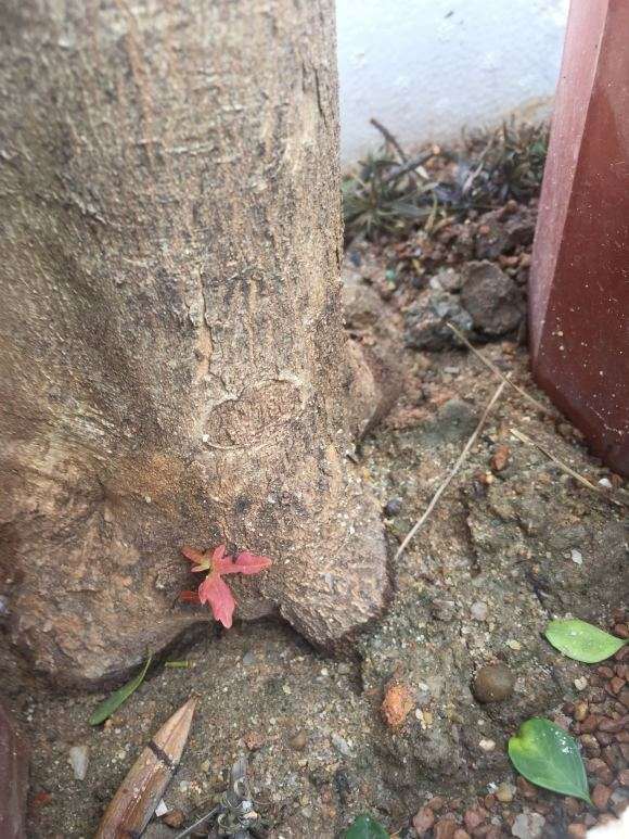 一般三角枫下山桩栽后多少天出芽