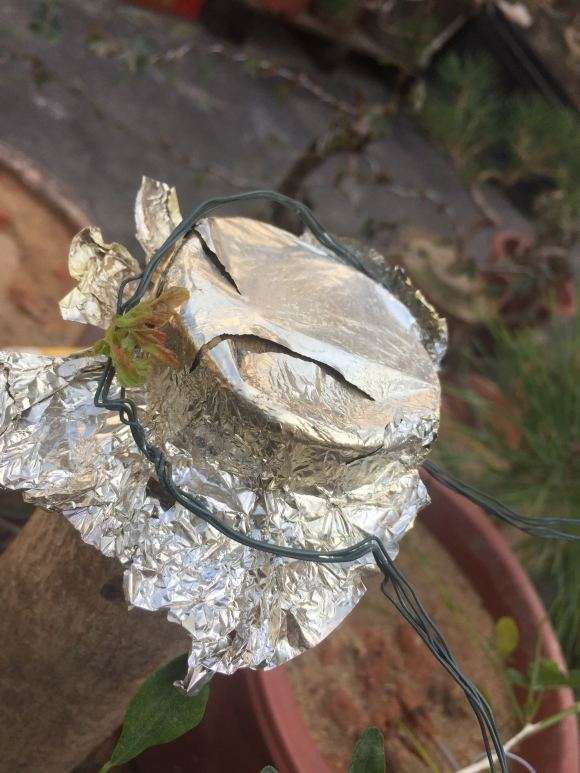 一般三角枫下山桩栽后多少天出芽