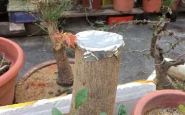 一般三角枫下山桩栽后多少天出芽