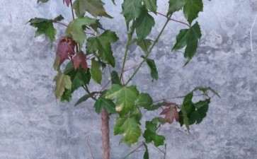 三角枫下山桩怎么重新蓄的方法 图片