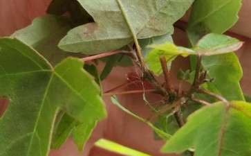 这个三角枫下山桩是什么病 图片