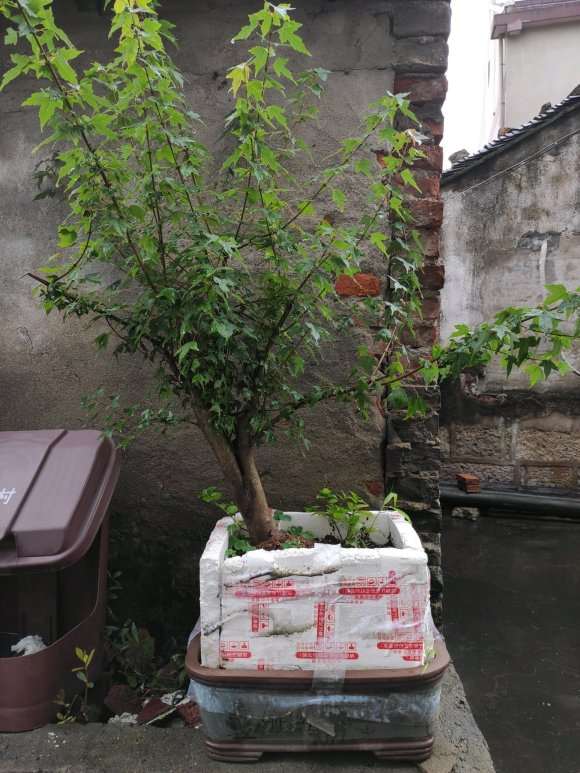 三角枫下山桩怎么造型