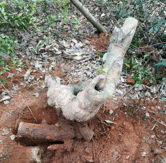 这个枫香下山桩能活下来吗