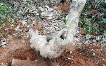 这个枫香下山桩能活下来吗 怎么办