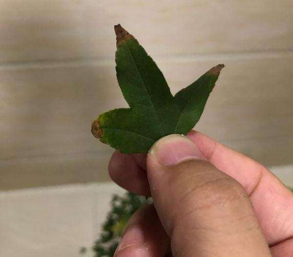 三角枫下山桩叶子发黄干枯