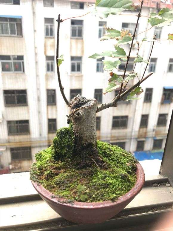 唐枫下山桩200元 是不是买贵了