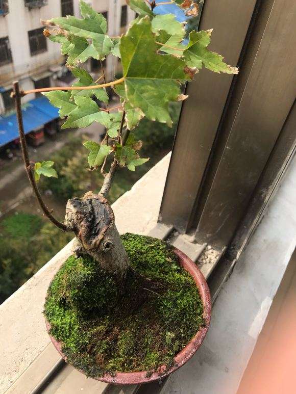 唐枫下山桩200元 是不是买贵了