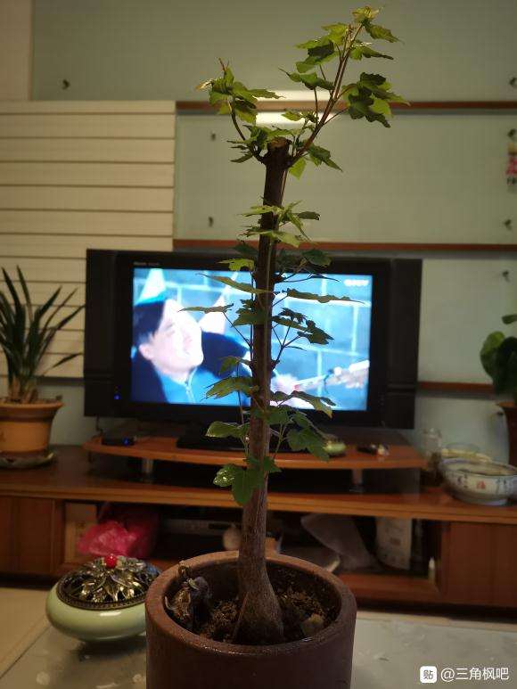 刚上盆的小下山桩要套袋子吗