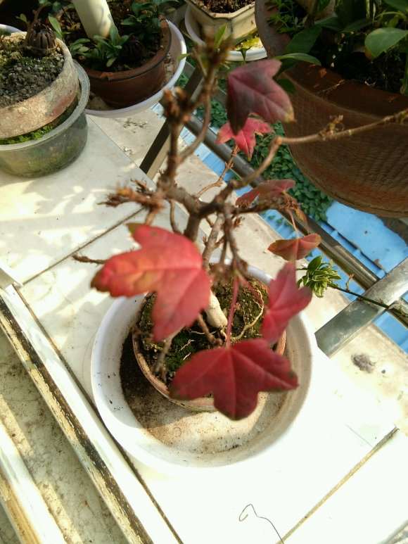 扦插的小三角枫下山桩 叶子全红了