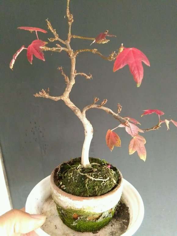 扦插的小三角枫下山桩 叶子全红了