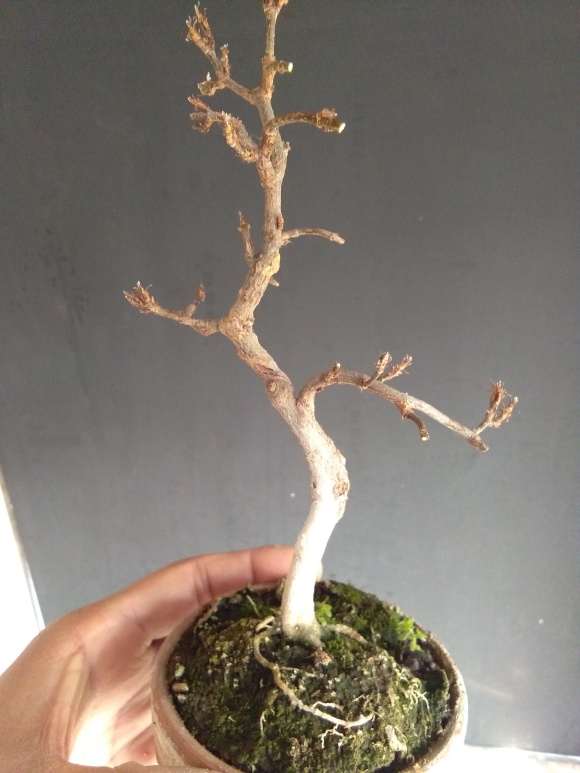 扦插的小三角枫下山桩 叶子全红了