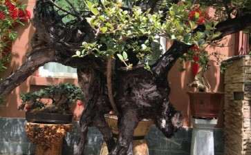 养了10多年的冬青下山桩 可以吗 图片