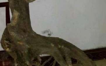 刚挖的龟甲冬青下山桩 可以吗 图片