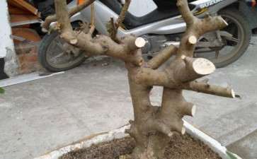 绿化带里挖的冬青下山桩 可以吗 图片