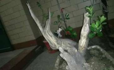 冬青下山桩可以嫁接桂花吗 图片