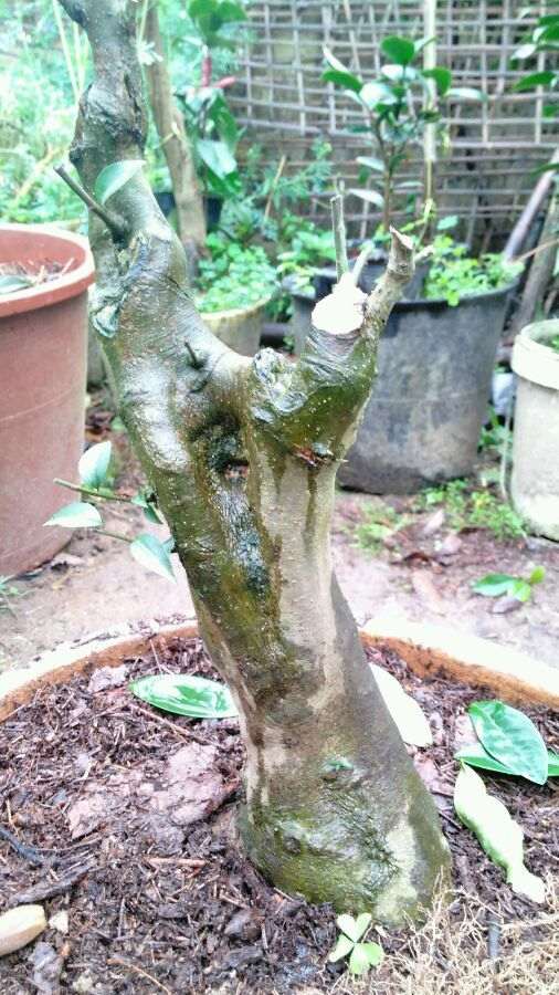 毛冬青下山桩种2年了