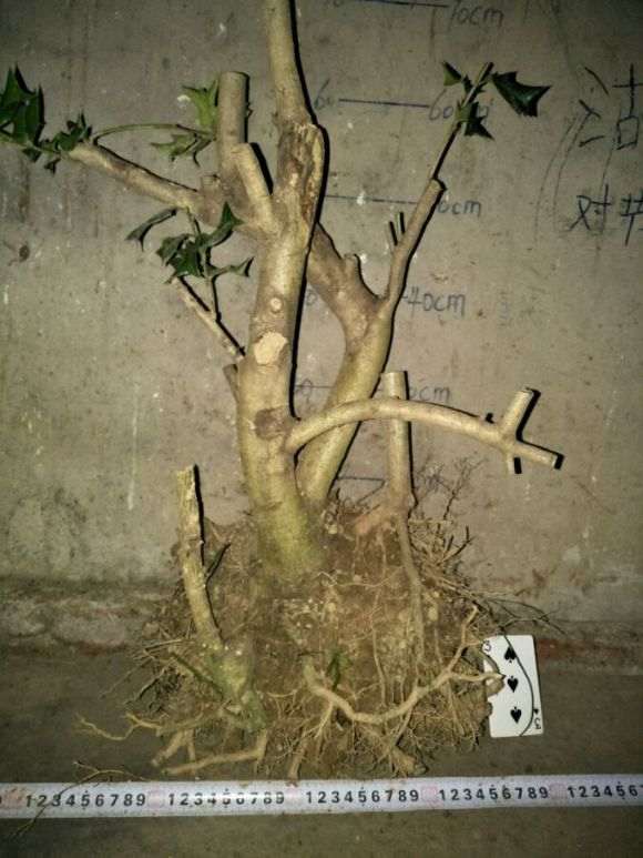路边挖的冬青下山桩可以做盆景吗